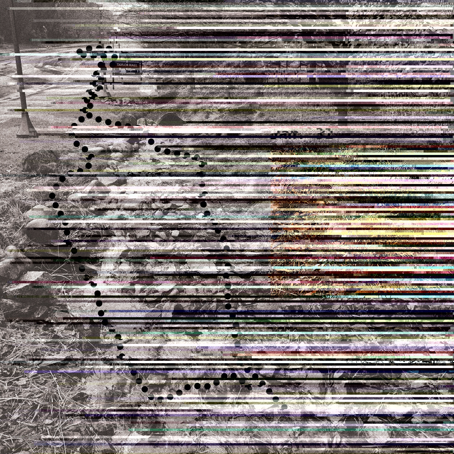 "glitched" version of a black and white photograph of a street and yard